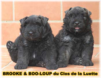 SITE WEB ELEVAGE DU CLOS DE LA LUETTE SPECIALISE POUR LE BOUVIER DES FLANDRES ©